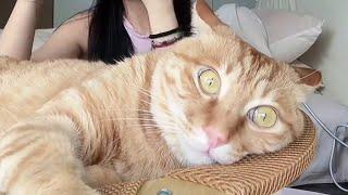 CATS: Wildly Unpredictable and Totally Bonkers