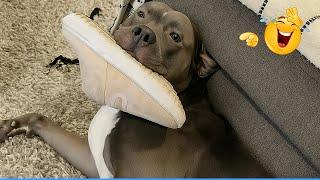 Try Not To Laugh Funny Cats and Dogs Videos 2025 ???????? Best Animal Video Compilation You Can’t Mi