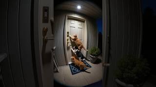 Смешные животные