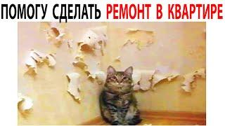 Мемы и Приколы с Котами 2021 года. Дневная Порция мемов с Котами 1 декабря #shorts