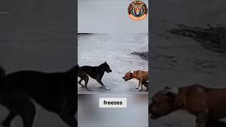 Pitbull Protects Her Cat Friend from a Dog Attack! ????????