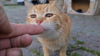 Very cute Street cats gather around.