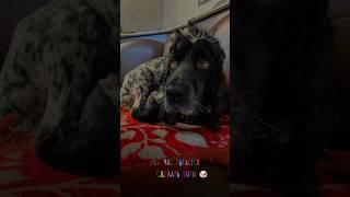 И еще, когда беру в руки триммер ???? #русскийспаниель #смешныеживотные